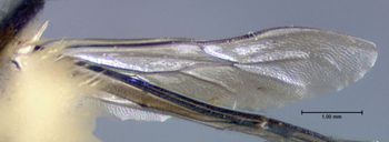 Media type: image;   Entomology 610952 Aspect: hind wing